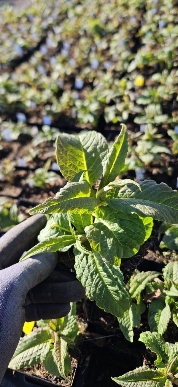 Persicaria polymorpha