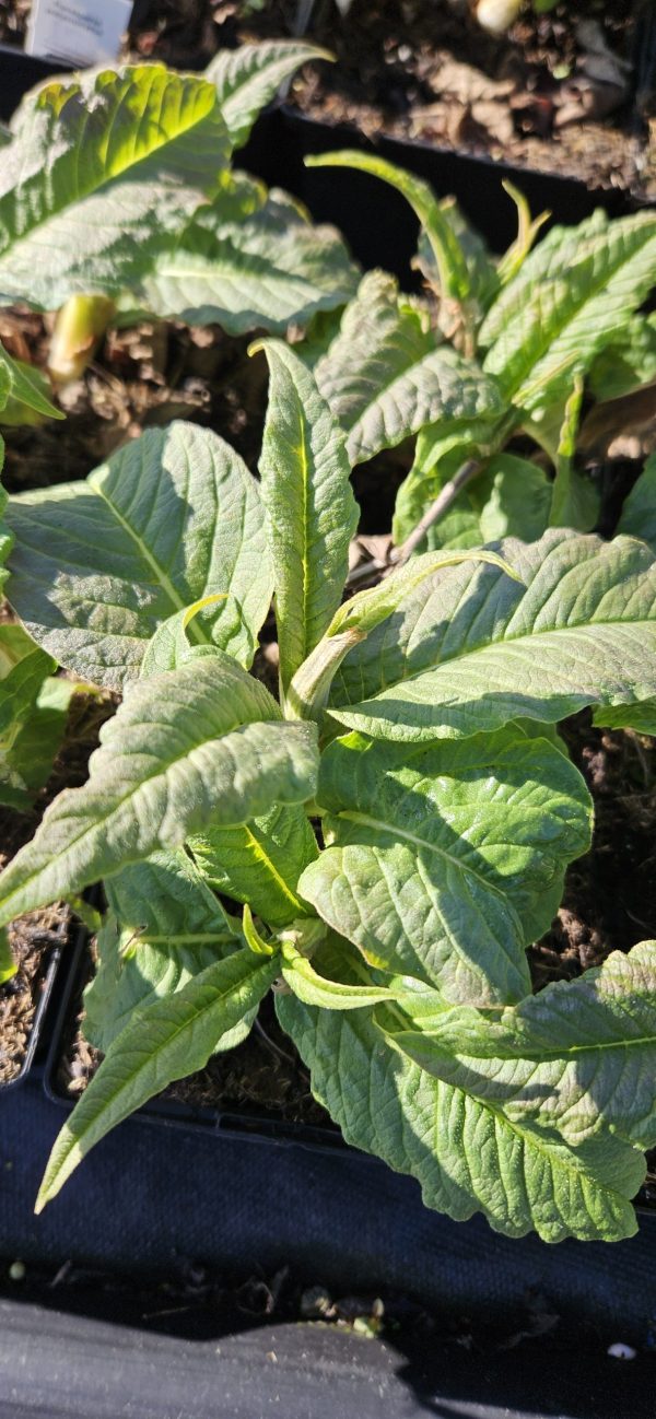 Persicaria polymorpha
