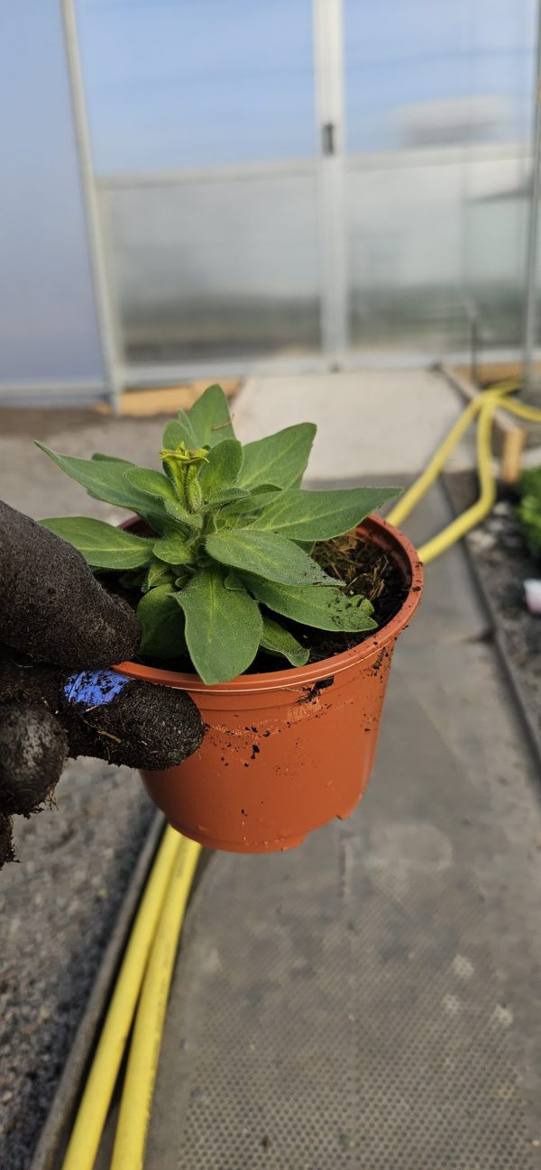 Petunia x Fortado 'Special Banoffee Pie'