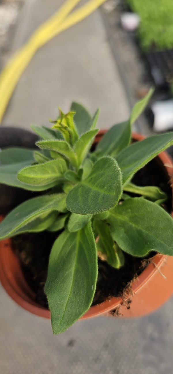 Petunia x Fortado 'Special Banoffee Pie'
