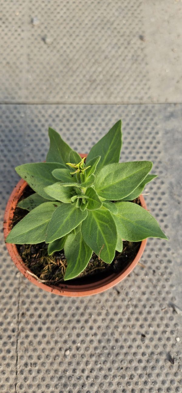 Petunia x Fortado 'Special Banoffee Pie'