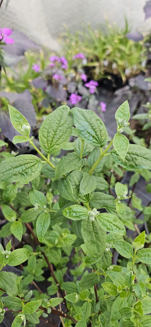 Philadelphus 'Snowbelle'