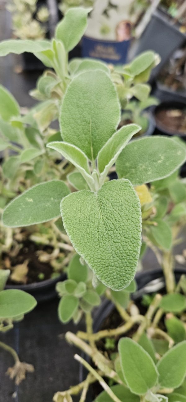 Phlomis Fruticosa Phlomis Fruticosa