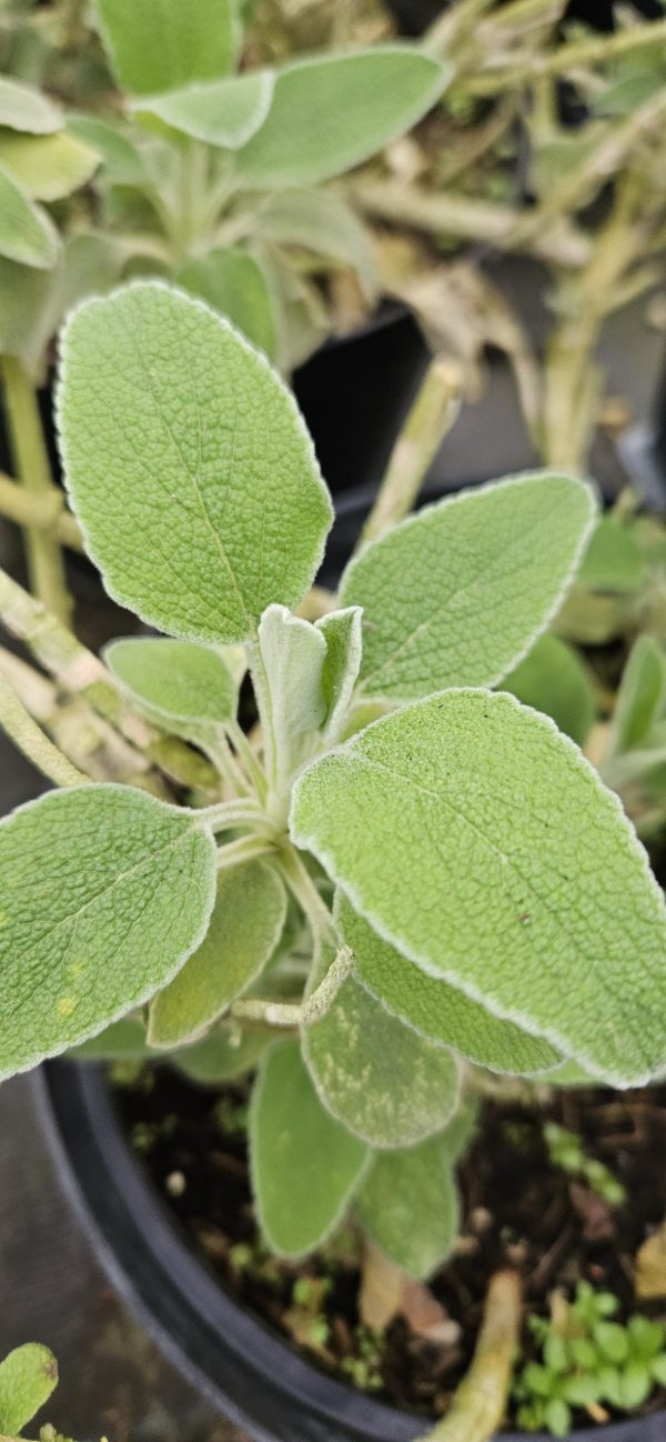 Phlomis Fruticosa2 Phlomis Fruticosa