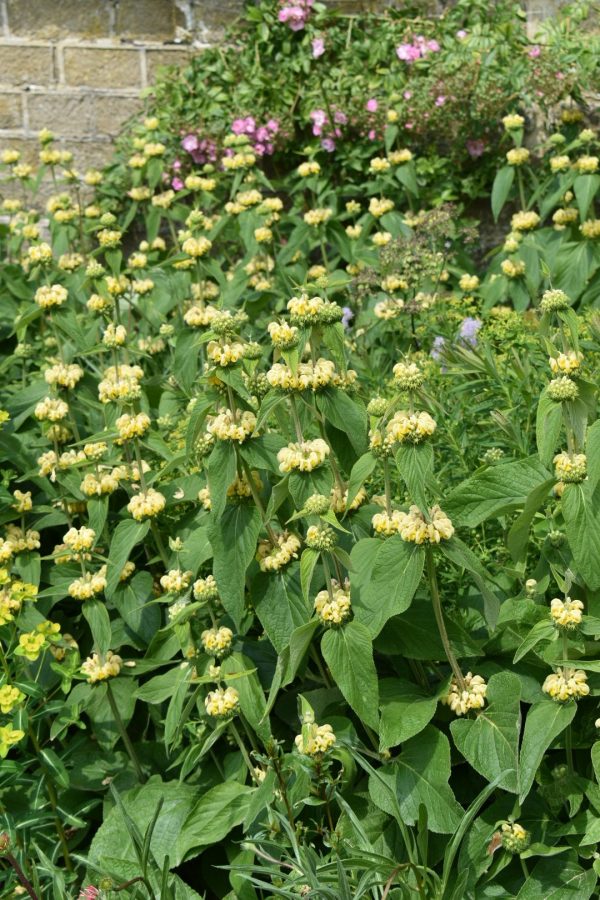 Phlomis russeliana