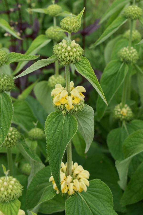 Phlomis russeliana