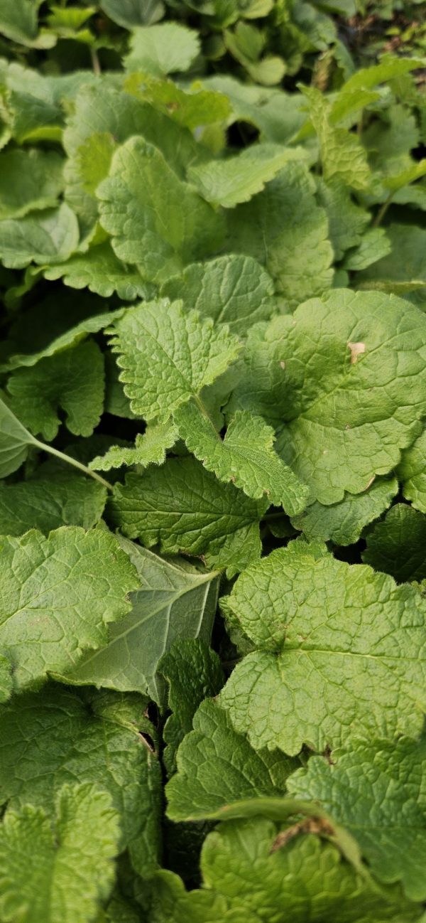 Phlomoides tuberosa 'Prima Donna