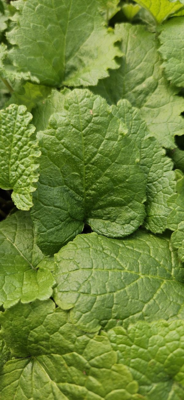 Phlomoides tuberosa 'Prima Donna