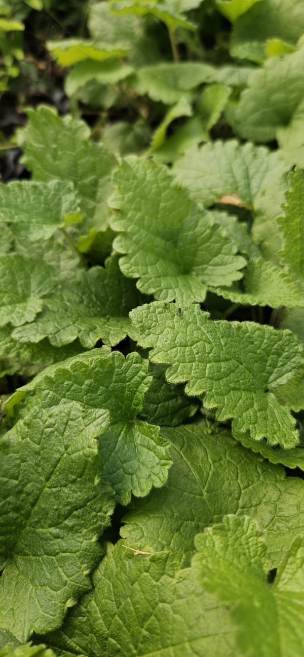 Phlomoides tuberosa 'Prima Donna