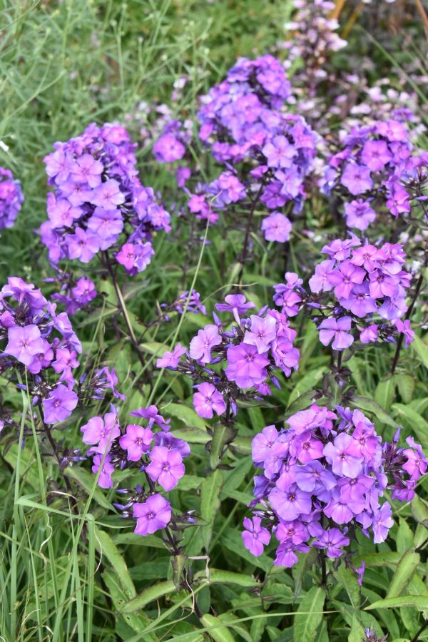 Phlox 'Blue Paradise'