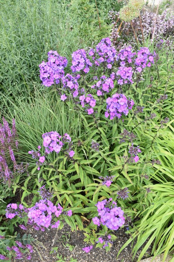Phlox 'Blue Paradise'