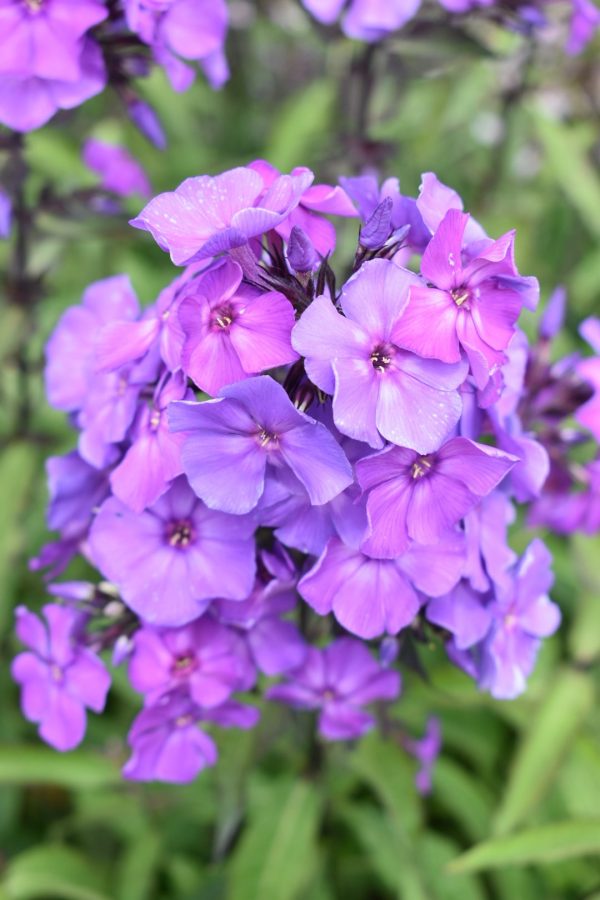 Phlox 'Blue Paradise'