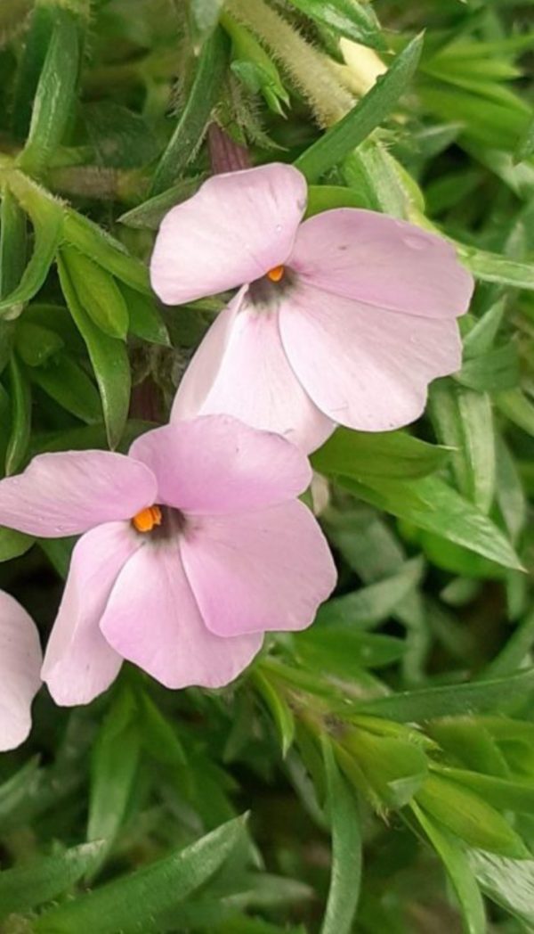 Phlox douglasii 'Lilac Cloud'