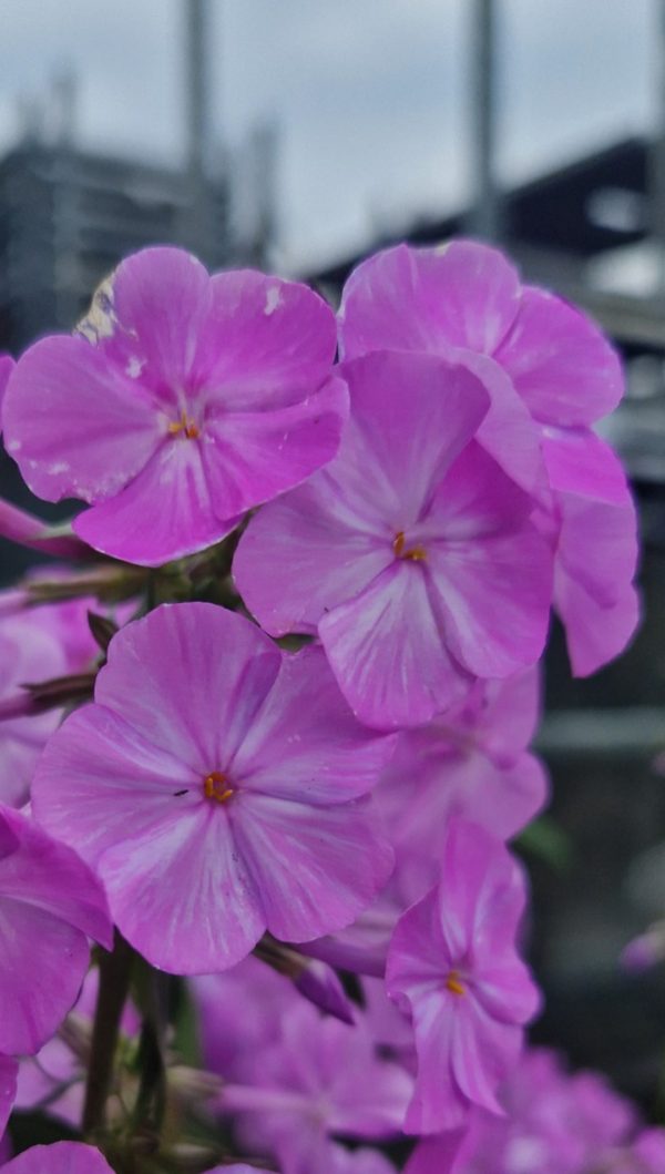 Phlox maculata 'Alpha'