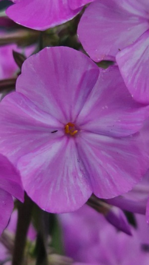 Phlox maculata 'Alpha'