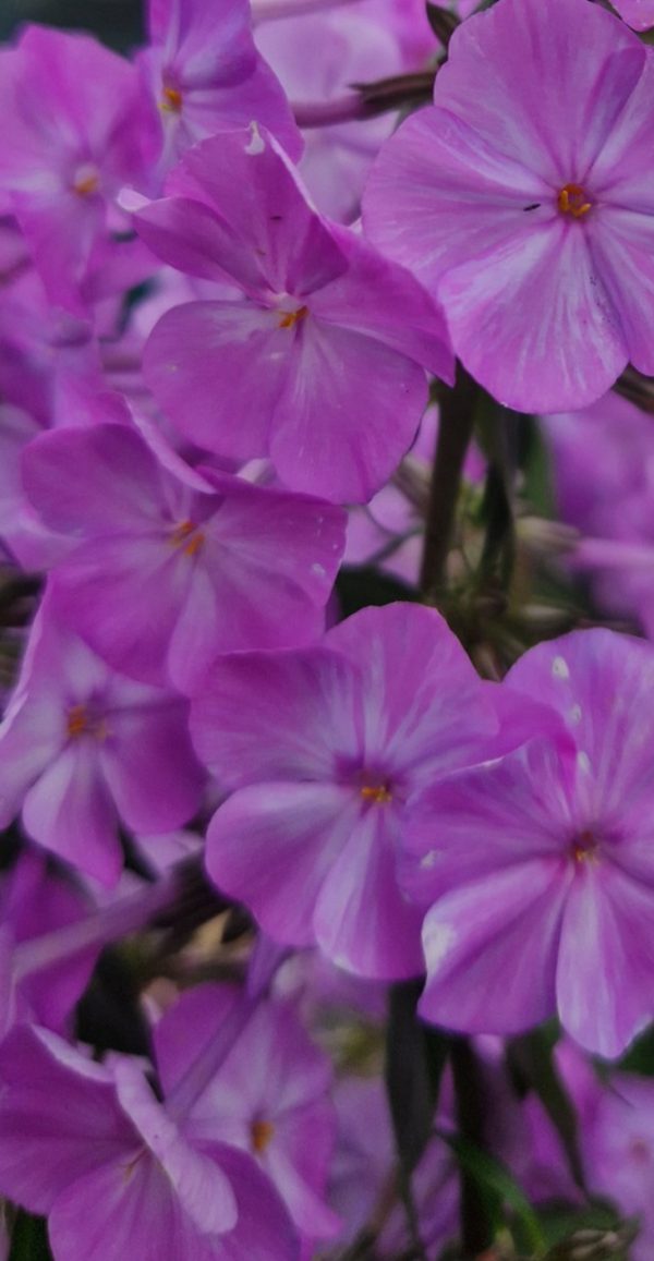 Phlox maculata 'Alpha'
