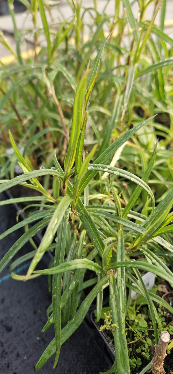 Phlox maculata 'Delta'