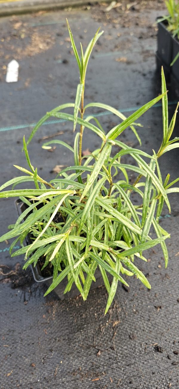 Phlox maculata 'Delta'