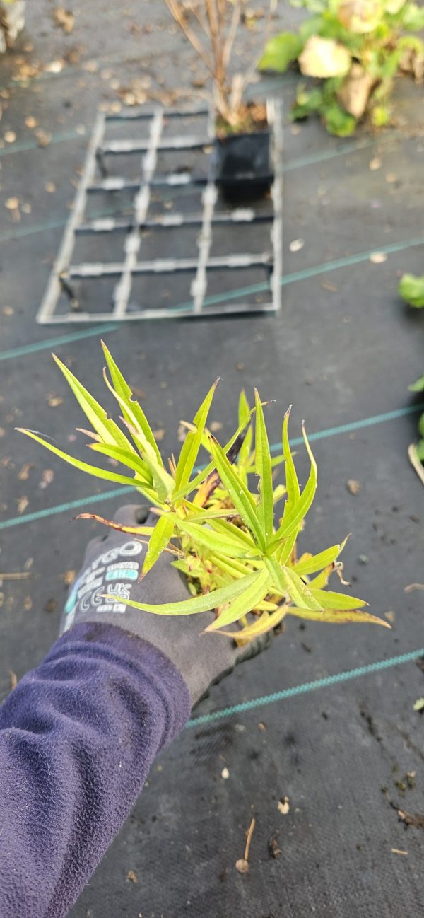 Phlox maculata 'Schneelawine' Phlox maculata 'Schneelawine'