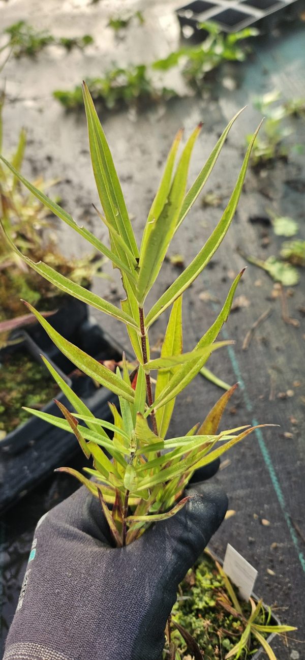Phlox maculata 'Schneelawine'2 Phlox maculata 'Schneelawine'