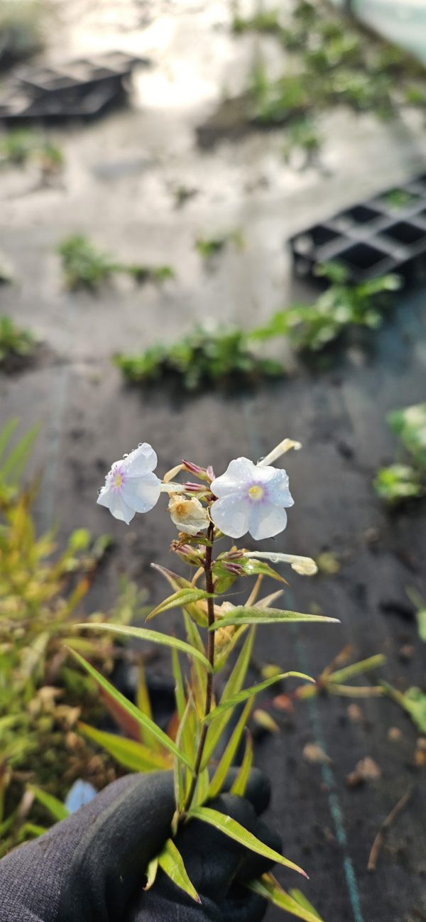 Phlox maculata 'Schneelawine'3 Phlox maculata 'Schneelawine'