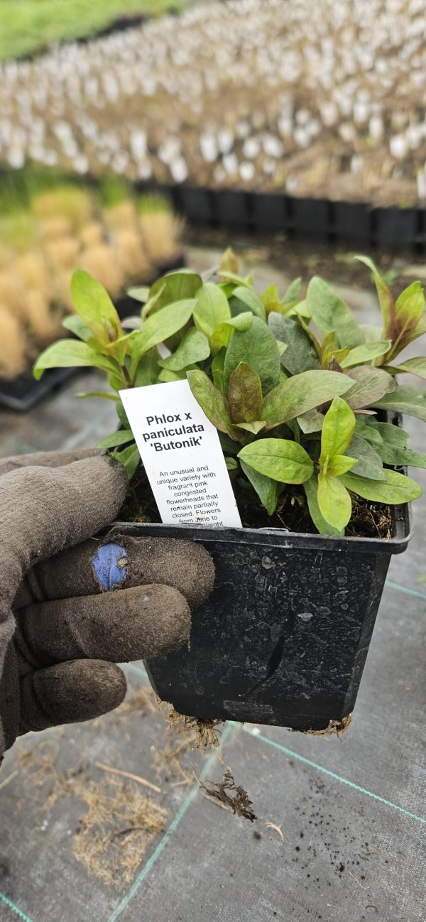 Phlox paniculata 'Butonik'