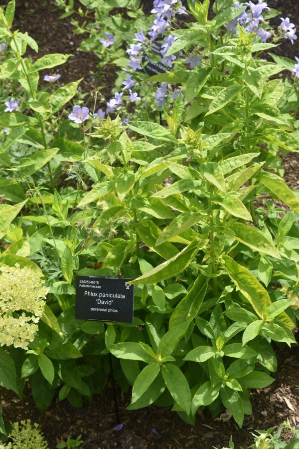 Phlox paniculata 'David'