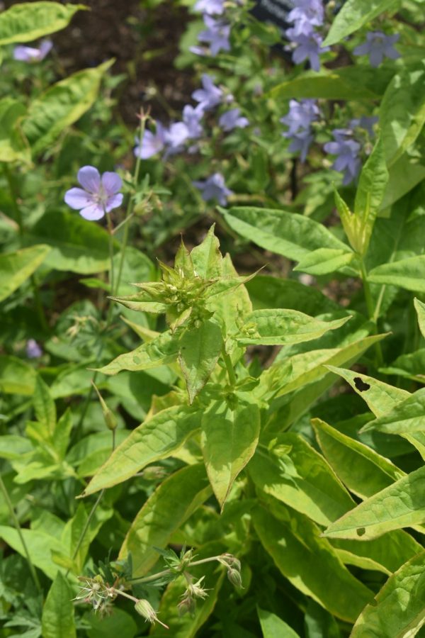 Phlox paniculata 'David'
