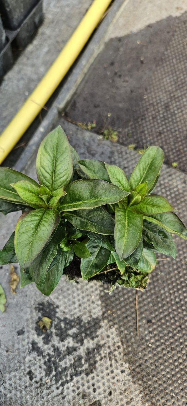 Phlox paniculata Famous 'Magenta'