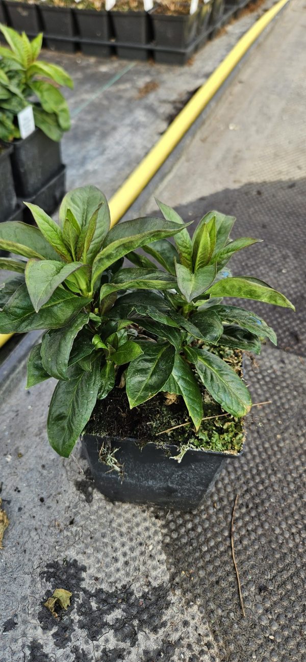 Phlox paniculata Famous 'Magenta'