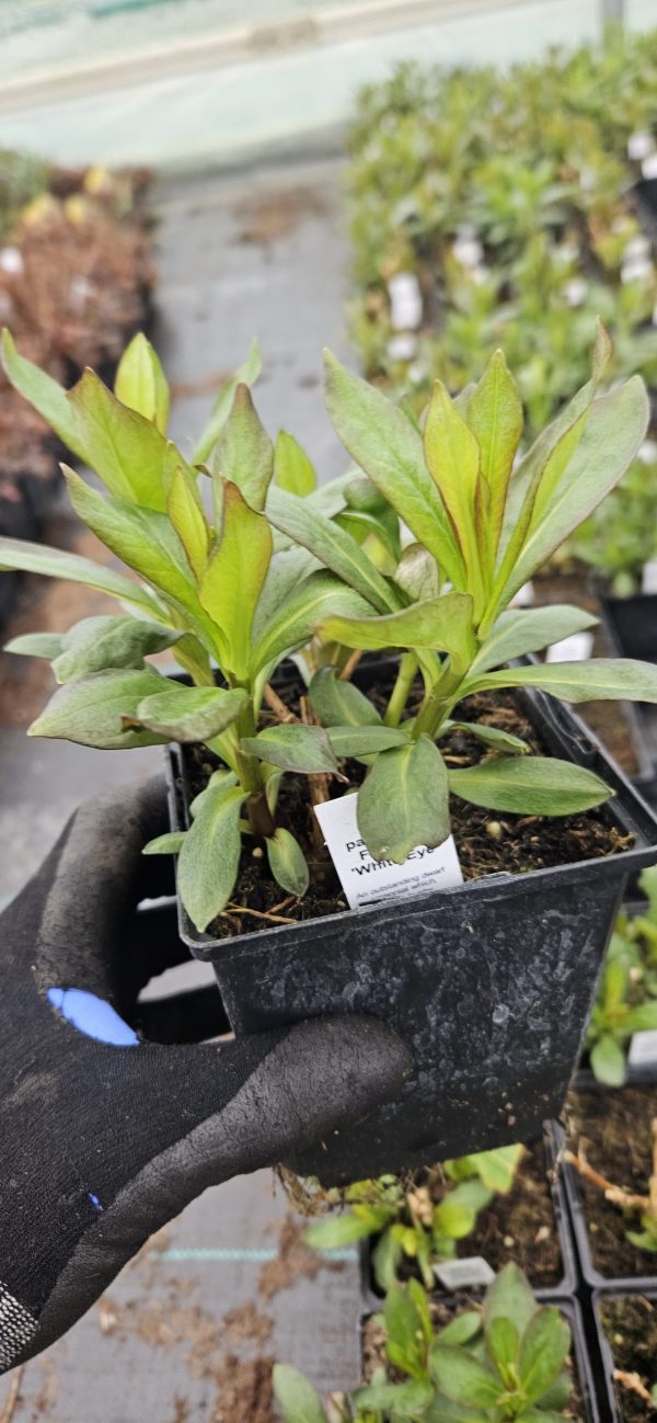 Phlox paniculata Famous 'White Eye' Phlox paniculata Famous 'White Eye'