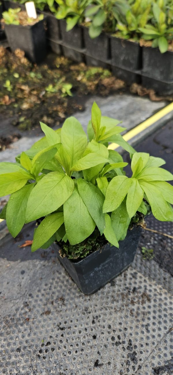 Phlox paniculata 'Ka-Pow Pink'