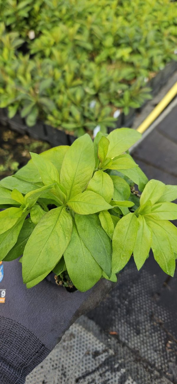 Phlox paniculata 'Ka-Pow Pink'