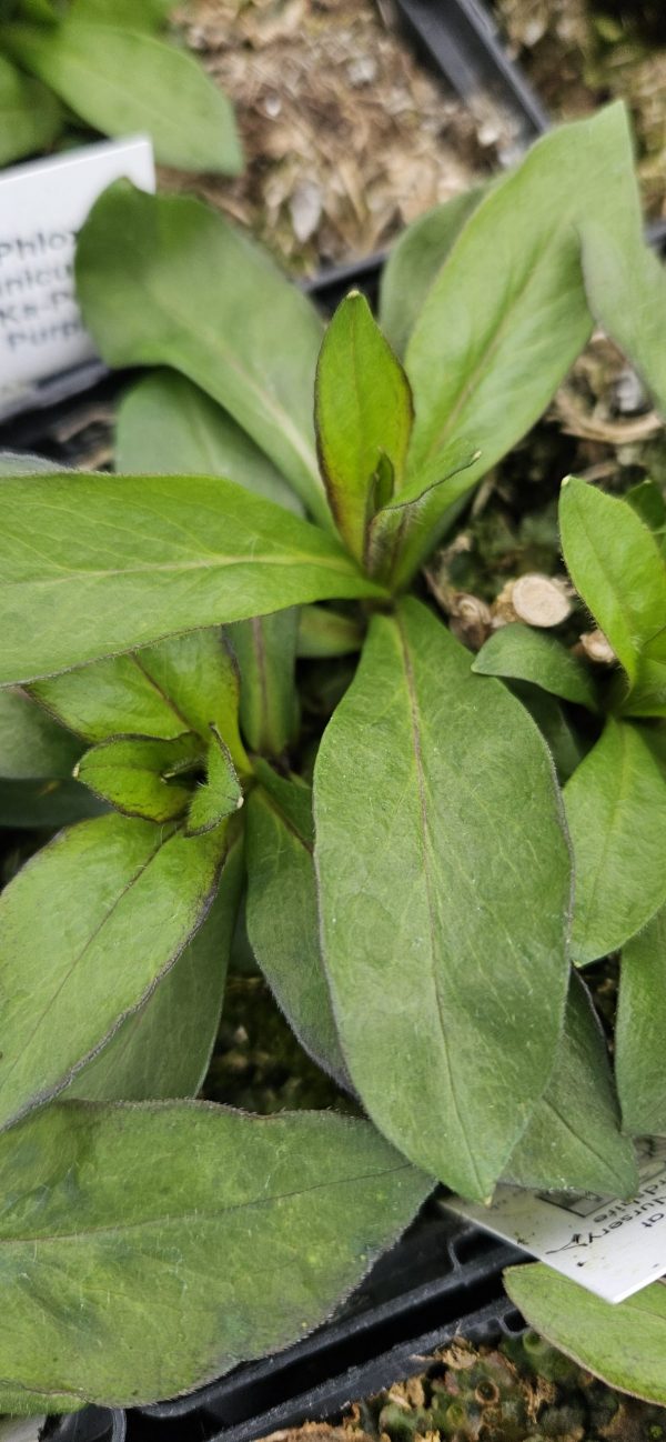Phlox paniculata 'Ka-Pow Purple'