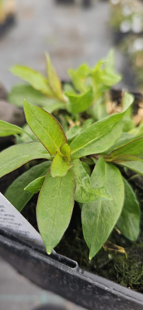 Phlox paniculata 'Monica Lynden-Bell'