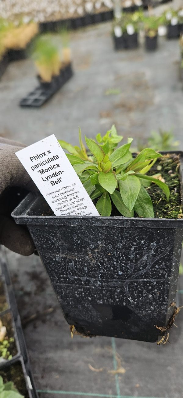 Phlox paniculata 'Monica Lynden-Bell'