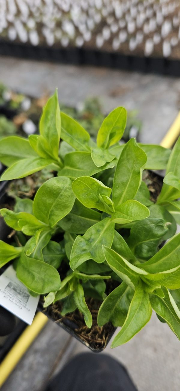 Phlox paniculata 'Super Ka-Pow White' Phlox paniculata 'Super Ka-Pow White'
