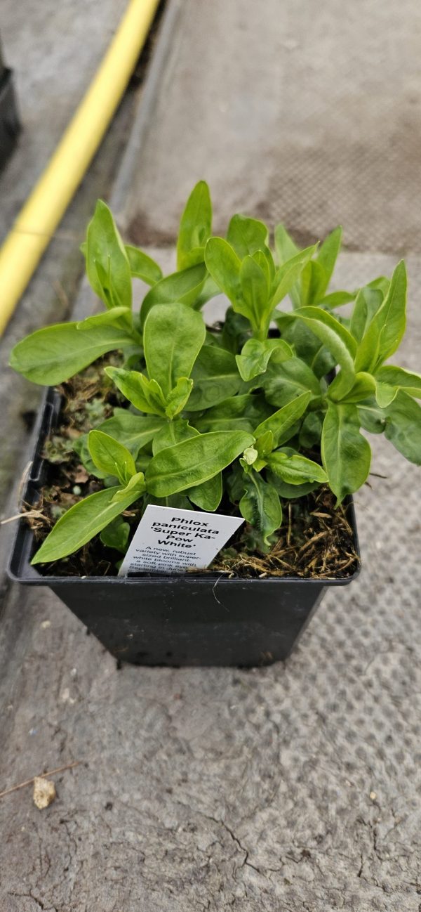 Phlox paniculata 'Super Ka-Pow White'2 Phlox paniculata 'Super Ka-Pow White'