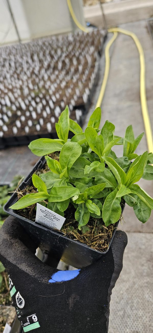 Phlox paniculata 'Super Ka-Pow White'3 Phlox paniculata 'Super Ka-Pow White'
