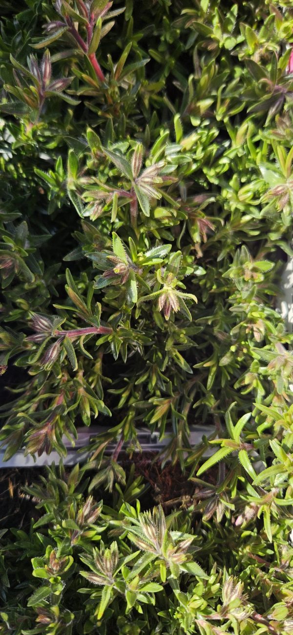 Phlox subulata 'Amazing Grace'