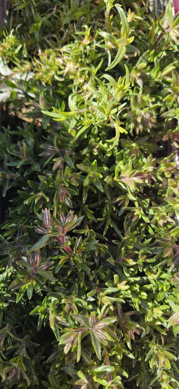 Phlox subulata 'Amazing Grace'