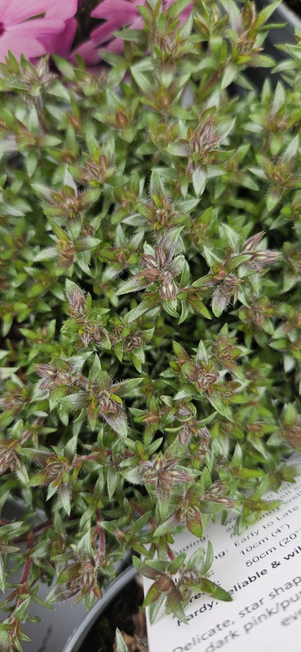 Phlox subulata 'Fabulous Rose' Phlox subulata 'Fabulous Rose'