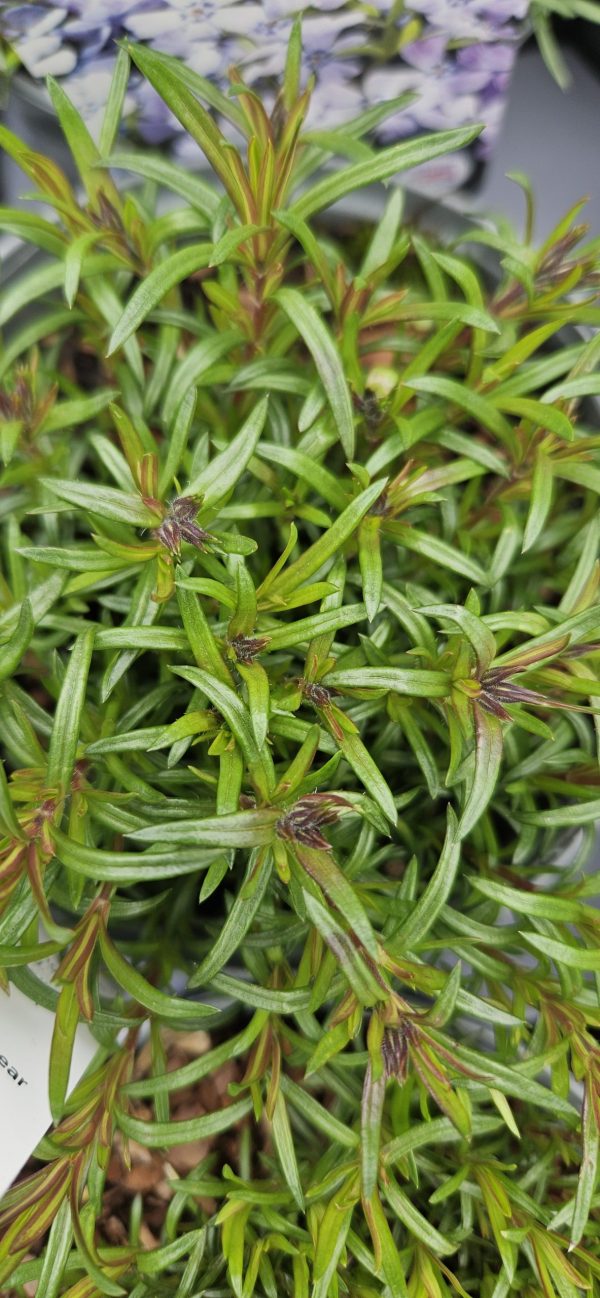 Phlox subulata 'Purple Beauty'