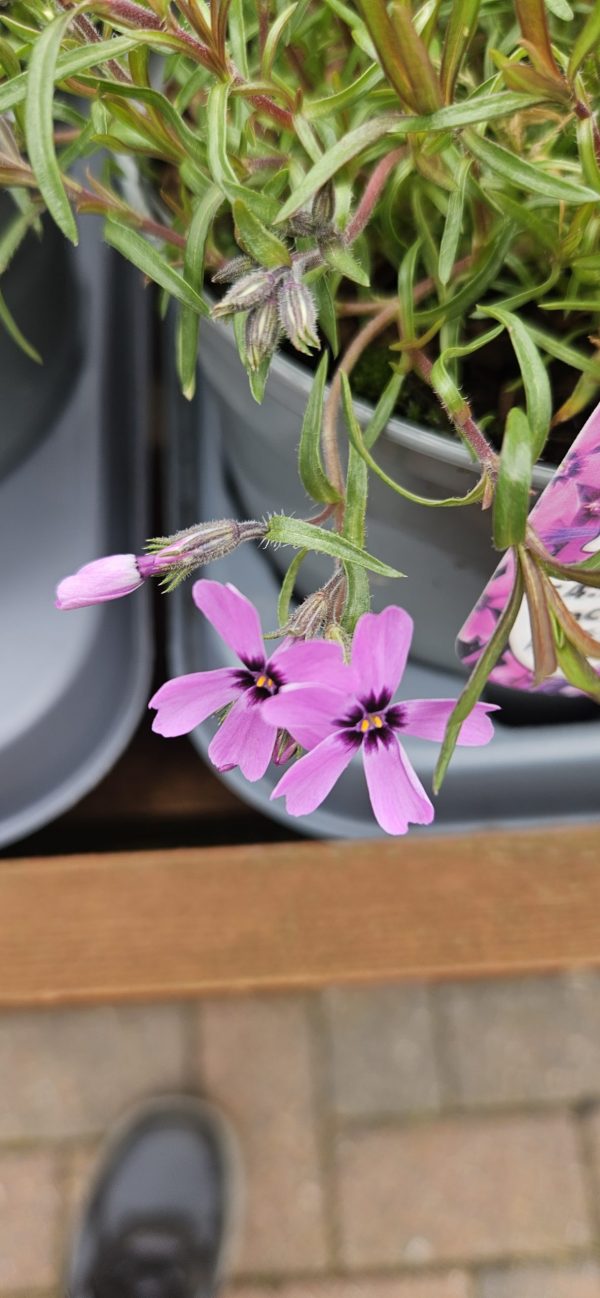 Phlox subulata 'Samson' Phlox subulata 'Samson'