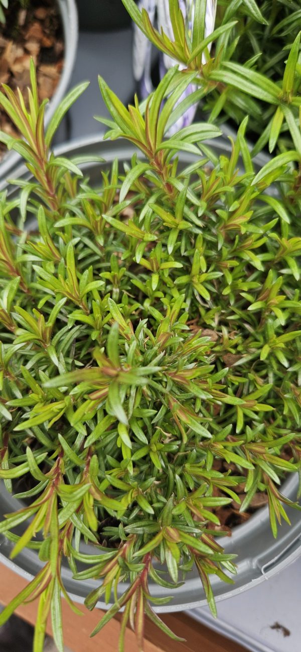 Phlox subulata 'Scarlet Flame' Phlox subulata 'Scarlet Flame'