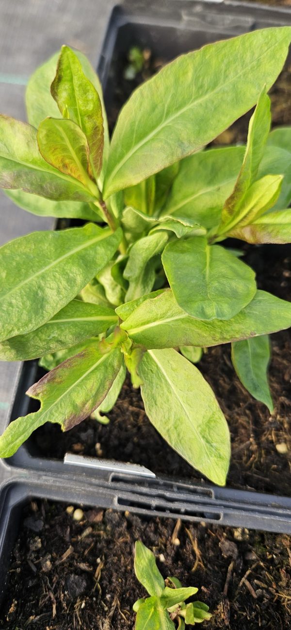 Phlox x paniculata 'Adessa Purple Star'