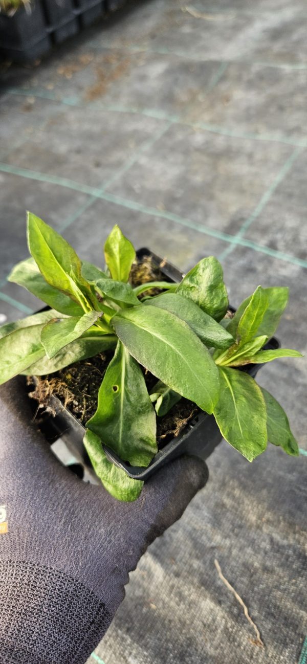 Phlox x paniculata 'Adessa Purple Star'