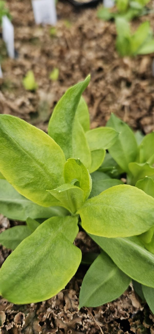 Phlox x paniculata 'Adessa White'