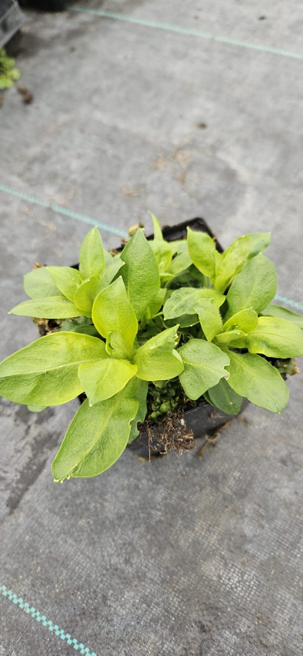 Phlox x paniculata 'Adessa White'