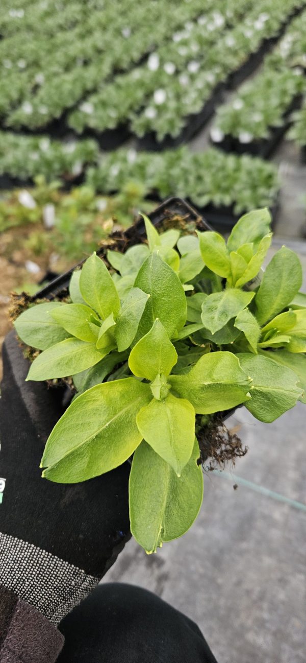 Phlox x paniculata 'Adessa White'